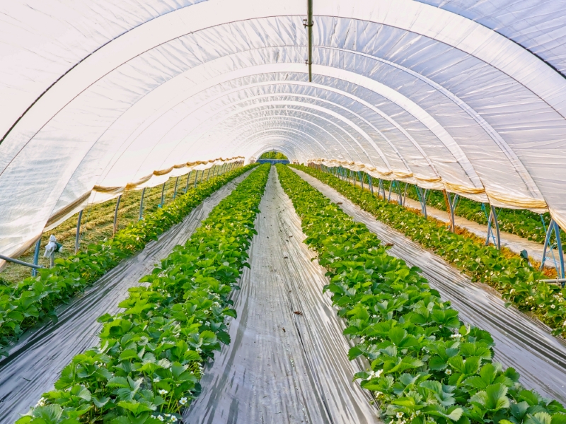 AGRICULTURA